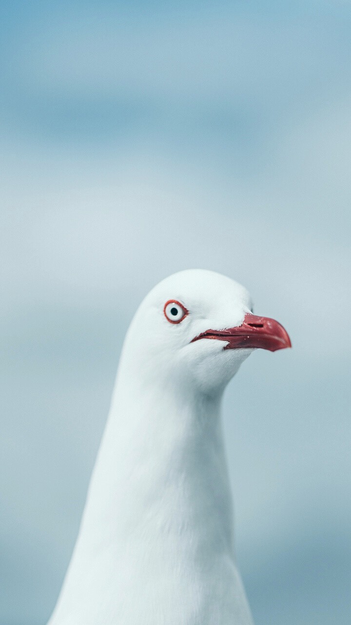 dack