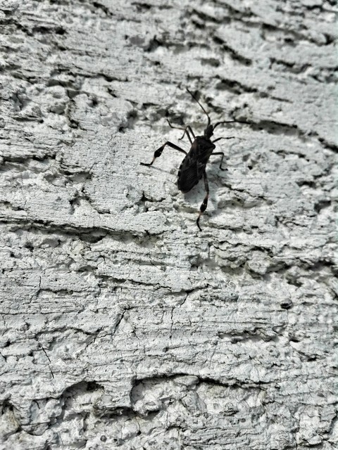 Bug Life