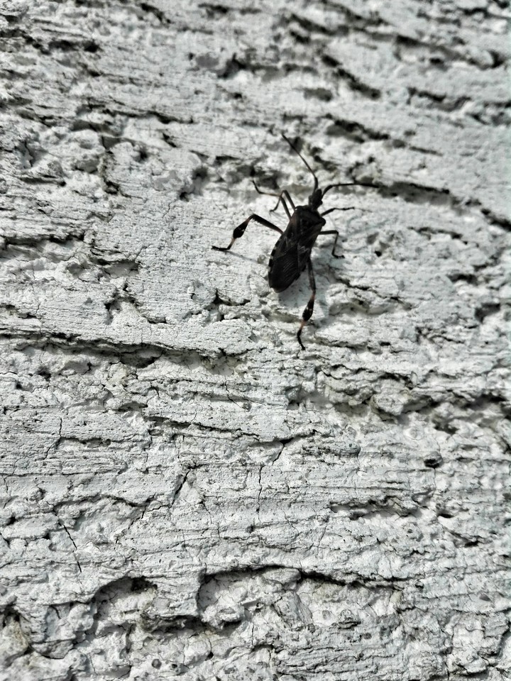 Bug Life