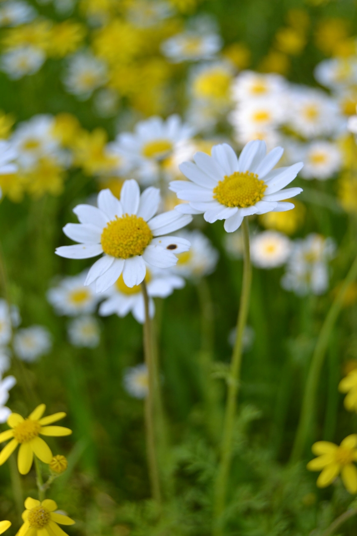 flowers 4