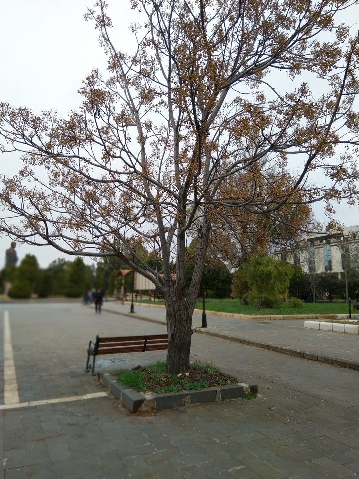 tree