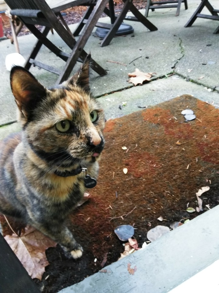 cat