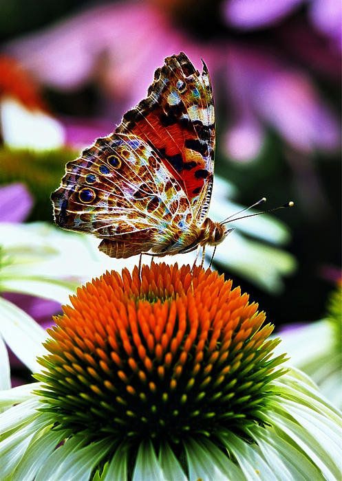 butterfly