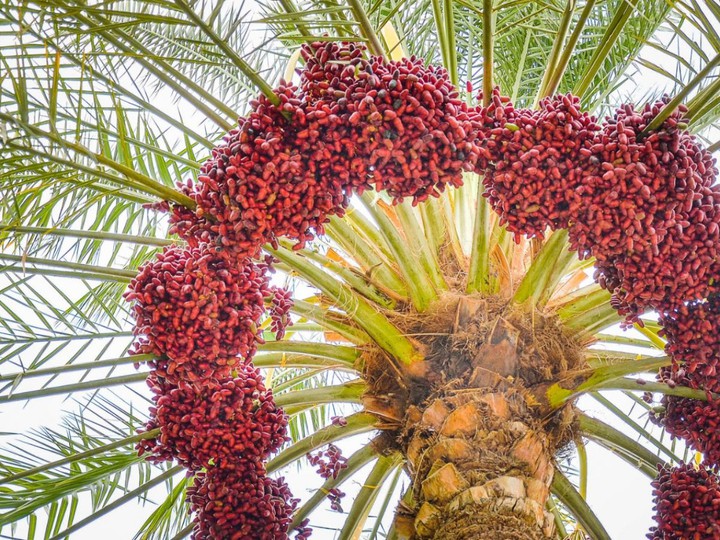 Red dates