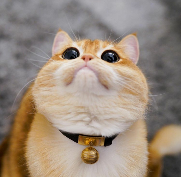 Ç@TtT