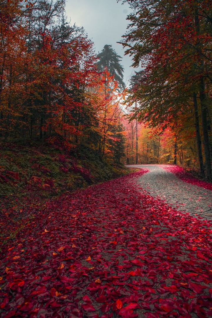 Autumn Beauty