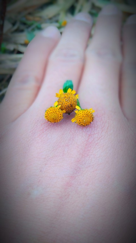 hand flower beauty