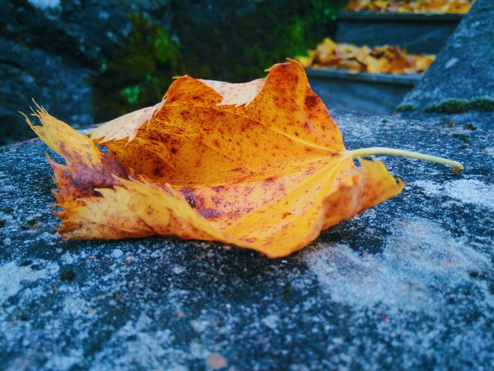 A Leaf.