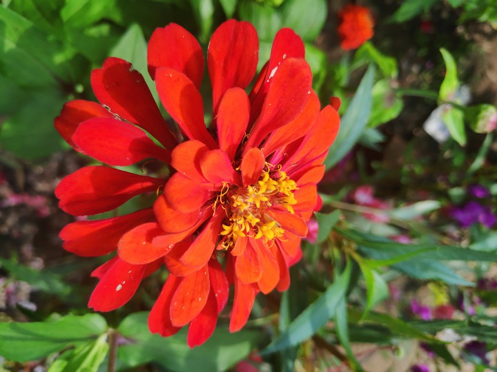 orange flower