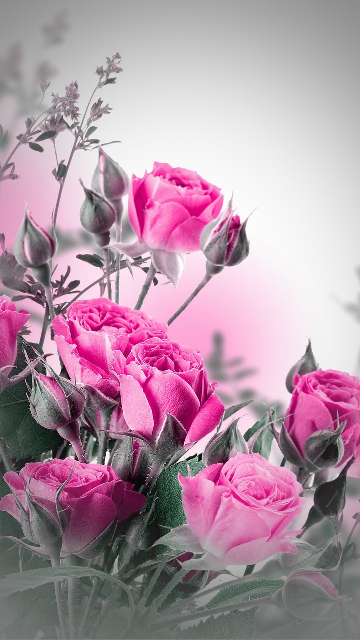 Soft Pink