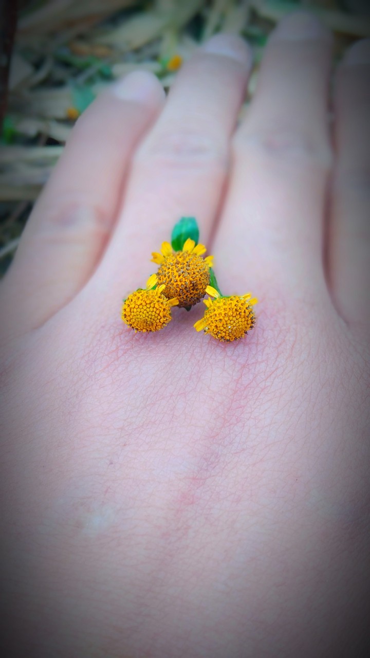 hand flower beauty