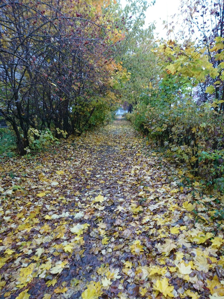 золотая осень