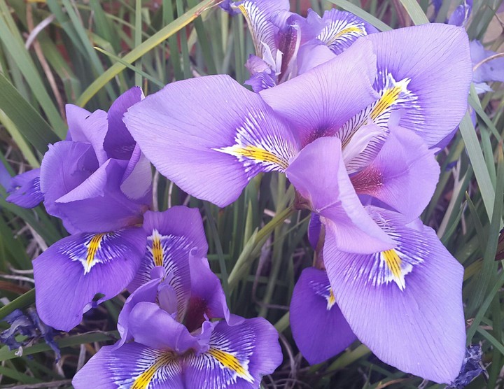 Purple Rain