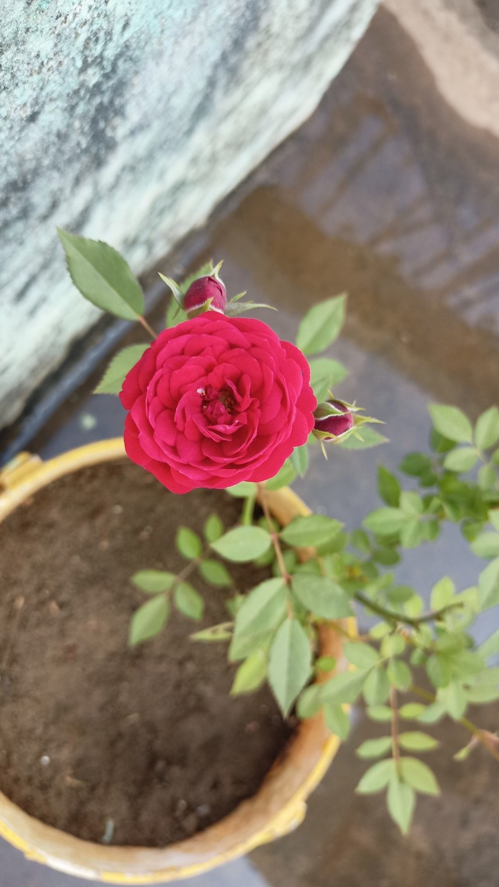 rose