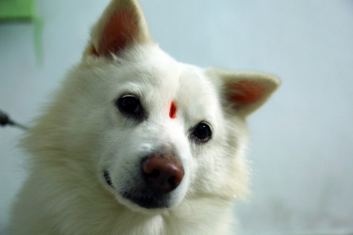 petlove