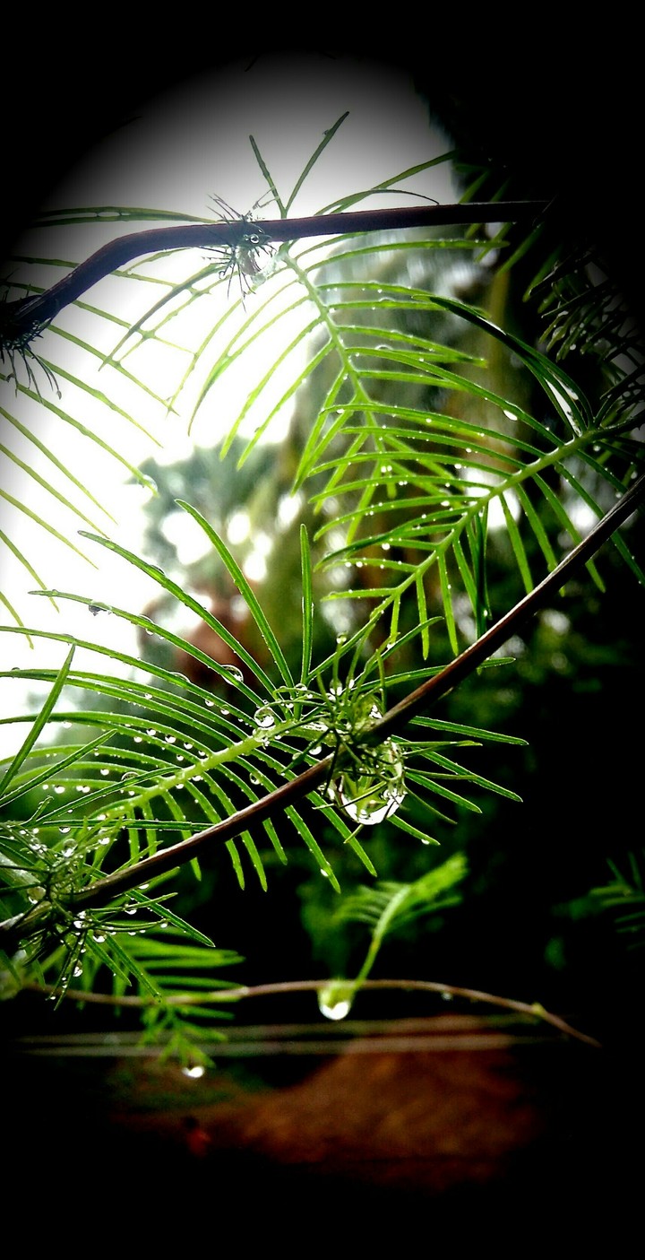 monsoon