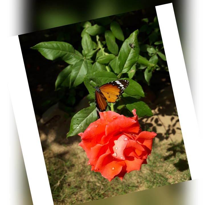 Beautiful butterfly!!!