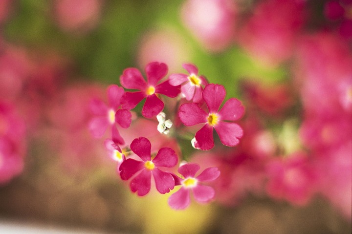 Beautiful Flowers