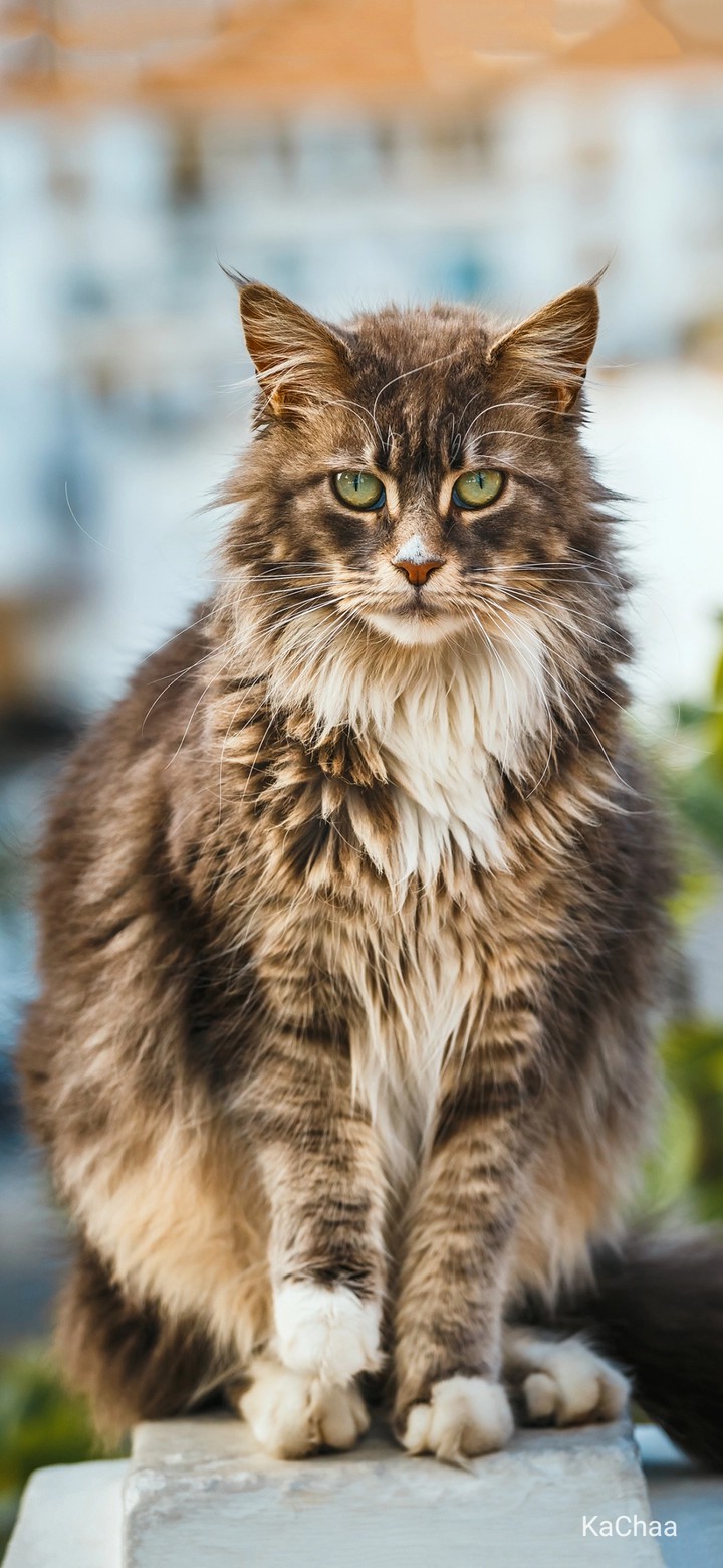 #cat