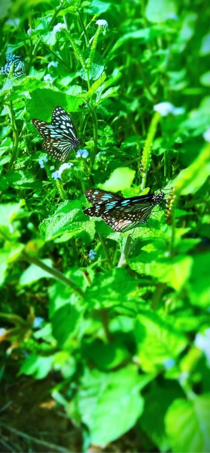Beauty of Butterfly