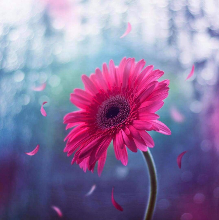 Pink Dasie