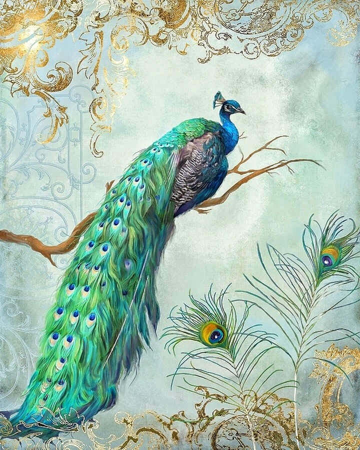peacock