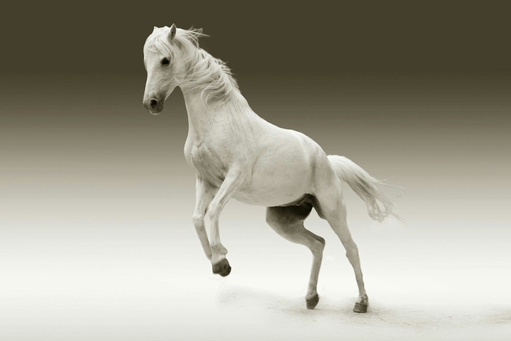 white horse jump