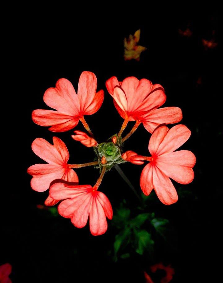 Orange Flower