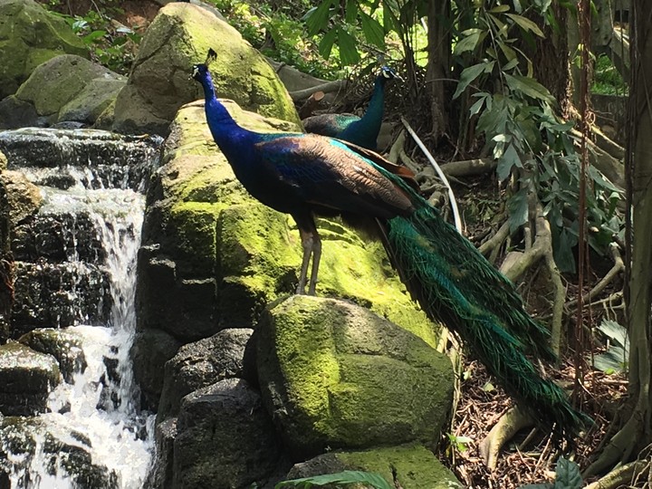 Peacock