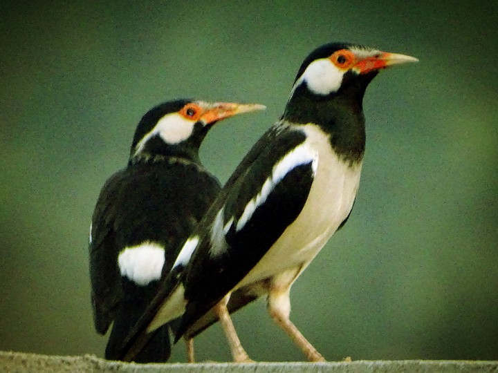 Two birds.