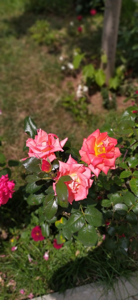 rose