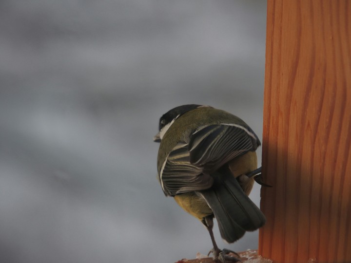 Bird