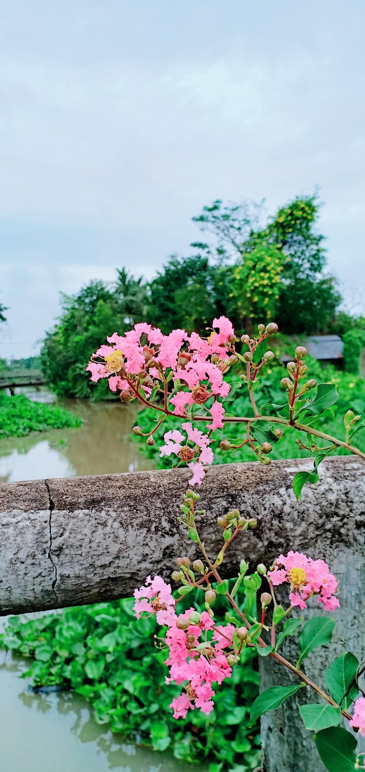 mong manh
