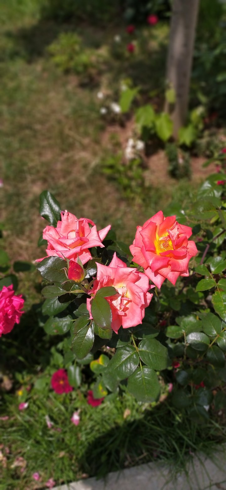 rose
