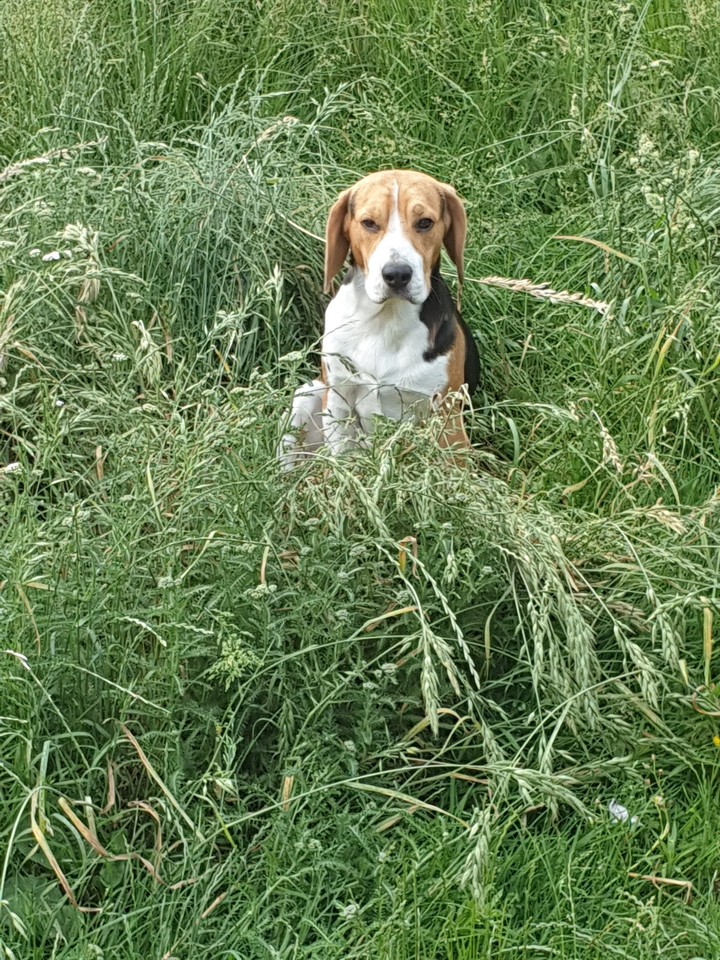 Verstecken im Gras