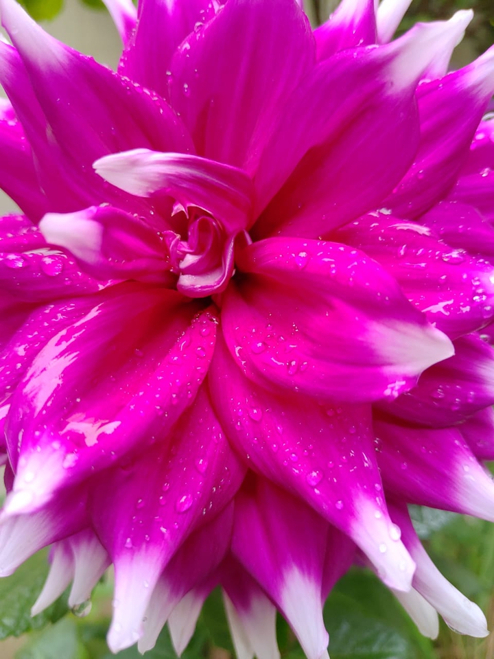 pink white