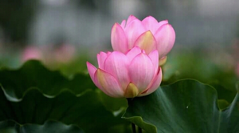 beautiful flowers