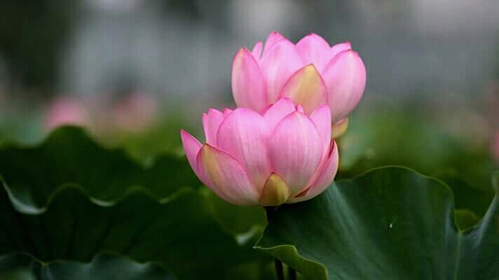beautiful flowers