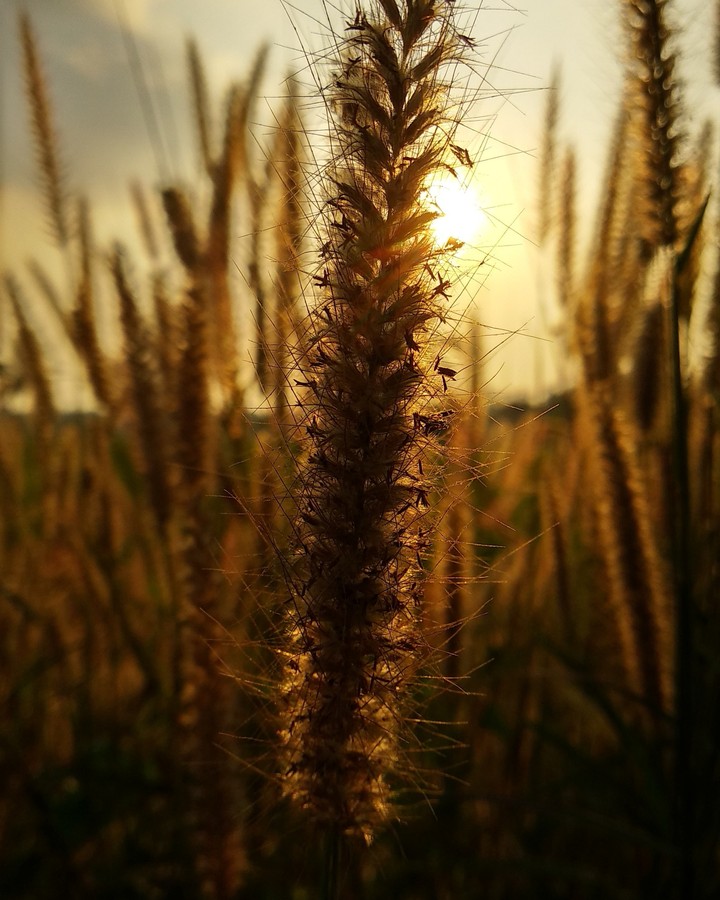Sun Set