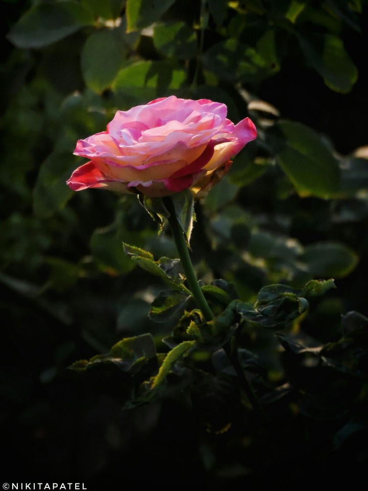 rose