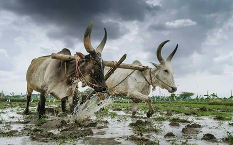 Twin-bull