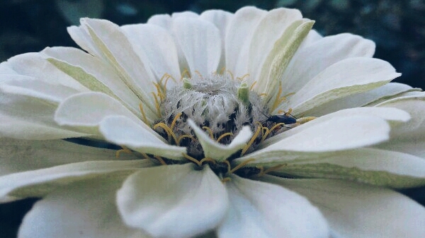 white flower