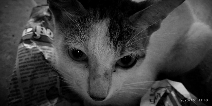 catslove?