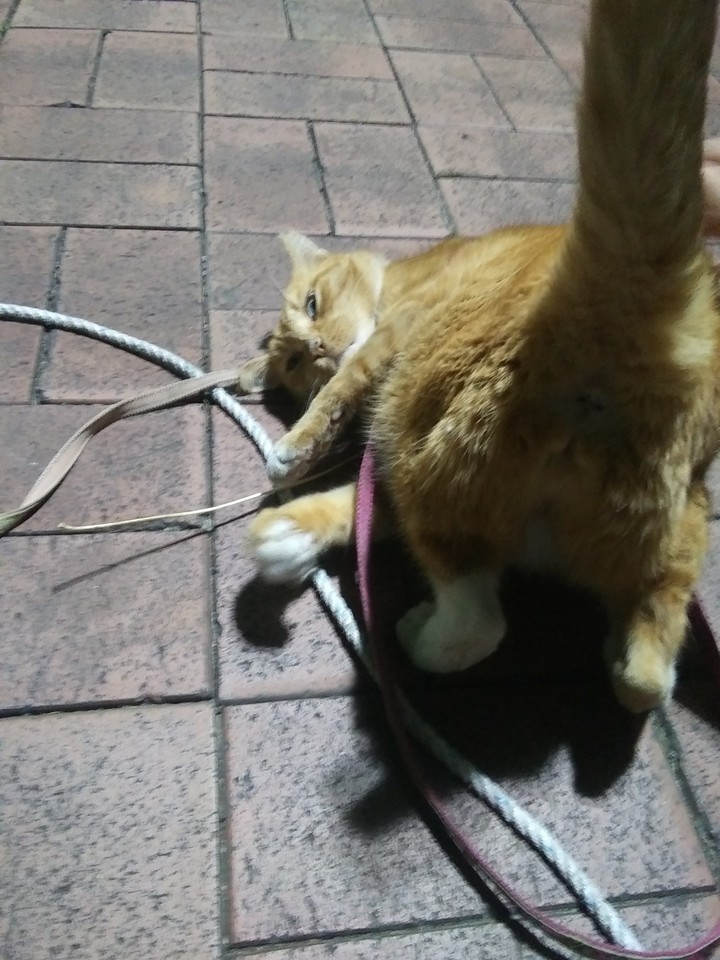 냐옹잉