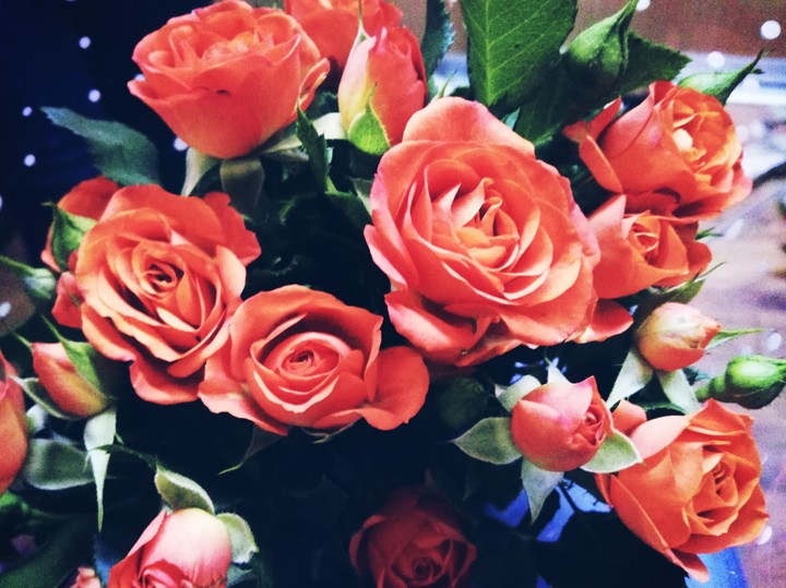 Rose