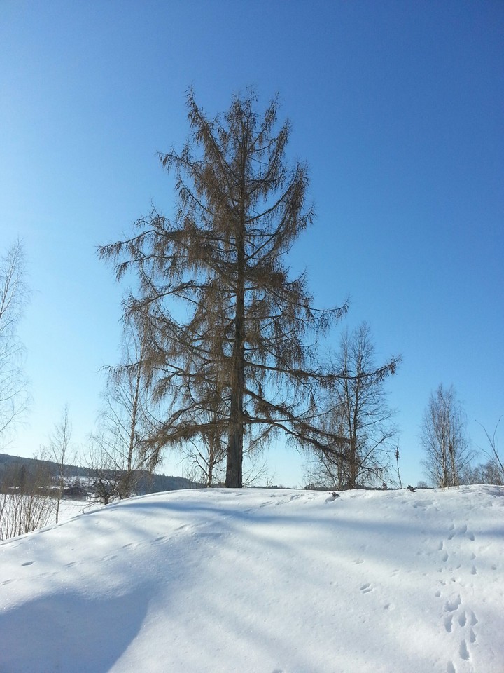 Larch green in winter