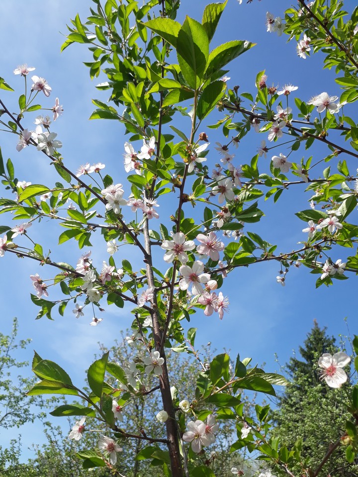 Blossom