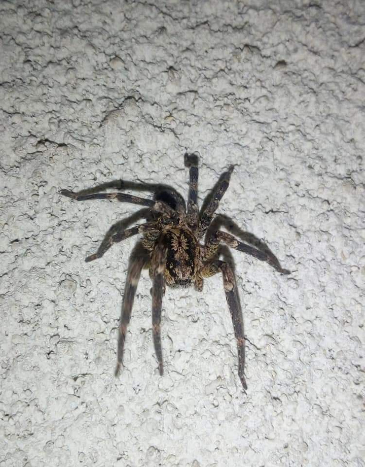 Spider