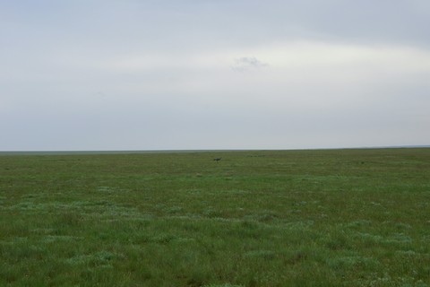 field, grass háttérképek