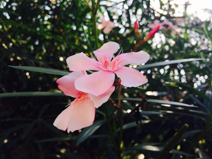flowers nature